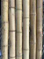 2"-3" Thick Bamboo Poles -  10 1/2'