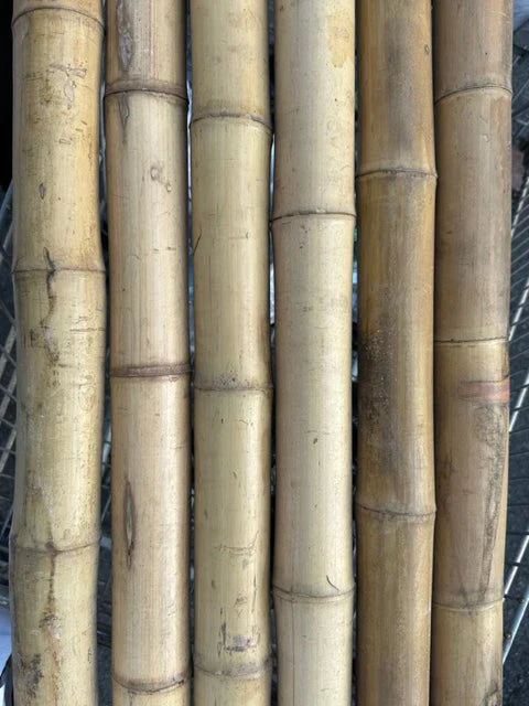 2"-3" Thick Bamboo Poles -  10 1/2'