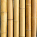 2"-3" Thick Bamboo Poles