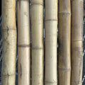 2"-3" Thick Bamboo Poles -  10 1/2'