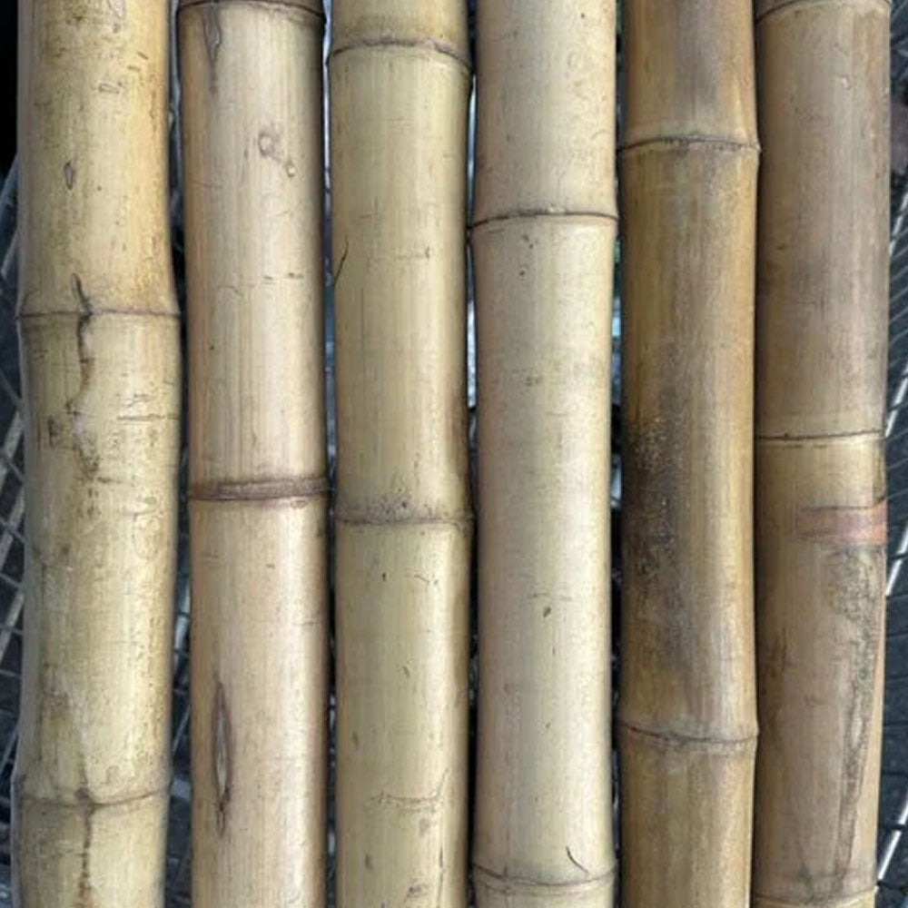 2"-3" Thick Bamboo Poles -  10 1/2'
